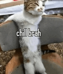 a cat is sitting on a chair with its legs crossed and a caption that says `` chill brah '' .