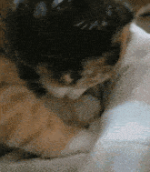 Silly Cat Crazy Cat GIF - Silly Cat Cat Crazy Cat GIFs