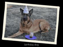 Birthday Dog GIF - Birthday Dog GIFs
