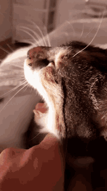 Pimousse Bailler GIF - Pimousse Bailler Chat GIFs