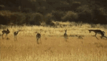 springbok pronk pronking kangaroo sprint jump hop