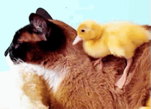 Woooopsy GIF - Duck Duckling Cat GIFs