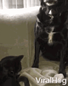 Glowing Eyes Mad GIF - Glowing Eyes Mad Angry Dog GIFs