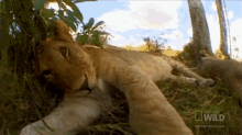Camera Cuddle GIF - Nat Geo Lion GIFs