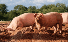 Audopi Pig GIF - Audopi Pig GIFs