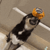 Tusareve Dog GIF - Tusareve Dog Cutedog GIFs