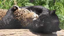 Panther Cuddle Jaguar GIF - Panther Cuddle Jaguar Viralhog GIFs
