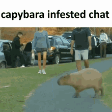 Capybara Infested Chat Capybara GIF - Capybara Infested Chat Capybara Infested GIFs