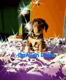Sparkle Puppy Dog GIF - Sparkle Puppy Dog Damian Duke GIFs