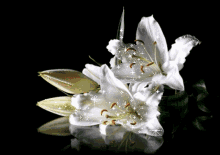 White Lily Glittering Lily GIF