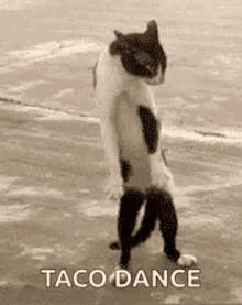 Tacos Taco Dance GIF - Tacos Taco Dance Dancing GIFs