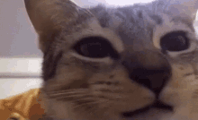 a close up of a cat 's face with a yellow shirt on