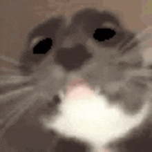 a close up of a cat 's face looking at the camera with its tongue out .