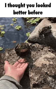 a person 's hand is touching a frog on a rock in a pond .