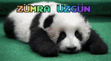 Zümra Zumra GIF - Zümra Zumra Zzümra GIFs