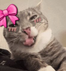 a cat wearing a pink bow on its head