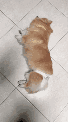 Sleepy Dog GIF - Sleepy Dog Corgi GIFs