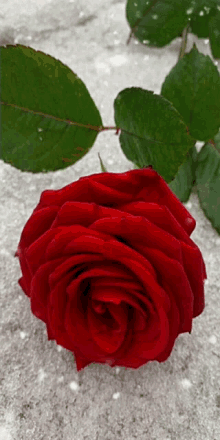 Rose57 Redrose57 GIF - Rose57 Redrose57 Rose Gif57 GIFs