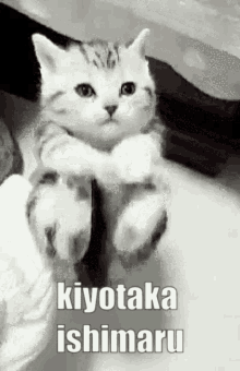 kiyotaka ishimaru danganronpa cat cats kitten