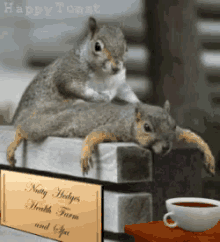 squirrels relax chill massage nature