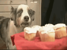 собака пускает слюни на кексики GIF - Dog Drooling Cupcakes GIFs