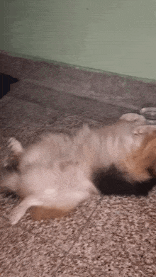a small dog is laying on its back on a carpet .