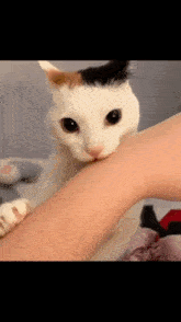 Why Am I Like This Why Am I Doing This GIF - Why Am I Like This Why Am I Doing This Cat Thinking GIFs
