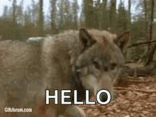 Wolf Hi GIF