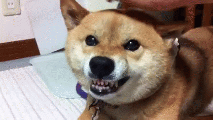 Dogs Cute Animals GIF - Dogs Cute Animals Pet - Discover & Share GIFs