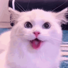 Thirsty Cat GIF - Thirsty Cat Panting GIFs