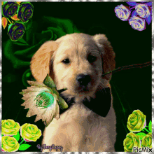Te Amo Esta Flor Es Para Ti Amor Dog GIF - Te Amo Esta Flor Es Para Ti Amor Dog Cute GIFs