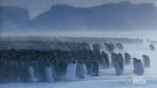 thousands of penguins national geographic penguins emperor penguin migration lots of penguins