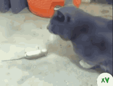 Mouse Cat GIF - Mouse Cat Dead GIFs