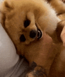 a pomeranian dog laying on a person 's lap with its mouth open