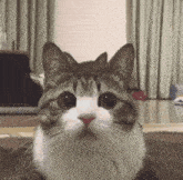 a cat with a red nose is sitting on a rug and looking at the camera .