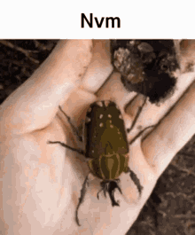 Bettleunpacking Beetle GIF - Bettleunpacking Beetle Meme GIFs