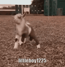 Littleboy1225 Goat GIF - Littleboy1225 Goat GIFs