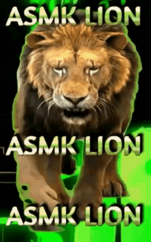 Animals Asmklion GIF - Animals Asmklion GIFs