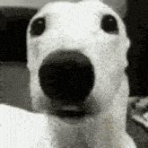 Dog Meme GIF - Dog Meme Chattering Dog GIFs