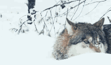 Yum Yum GIF - Wolf Snow Winter GIFs