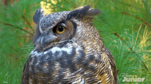 staring at you mickey mouse funhouse gazing at you looking at you horned owl