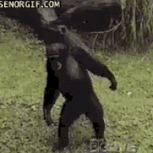 Monkey Chimp GIF - Monkey Chimp Chimpanzee GIFs