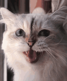 Cat Cute Cat GIF - Cat Cute Cat GIFs