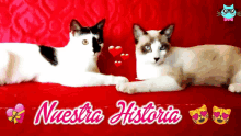 two cats laying next to each other on a red couch with the words nuestra historia on the bottom