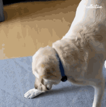 Smelling Chasing GIF