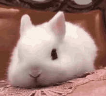 Bunny Caress GIF - Bunny Caress Cute GIFs