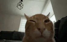 a close up of a cat 's face sitting on a couch in a living room .