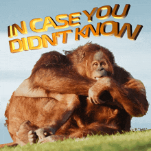 In Case You Didn'T Know Meme Orangutan Couple Meme GIF - In Case You Didn'T Know Meme Orangutan Couple Meme Monkey Hug Meme GIFs