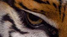 Tigereye Lsu GIF - Tigereye Lsu Tigers GIFs