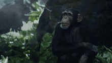 Chimp Geico GIF - Chimp Geico Head Shake GIFs